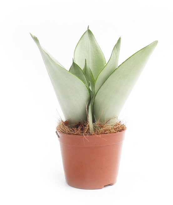 갑조네 산세베리아 문샤인 실내공기정화식물, 1개