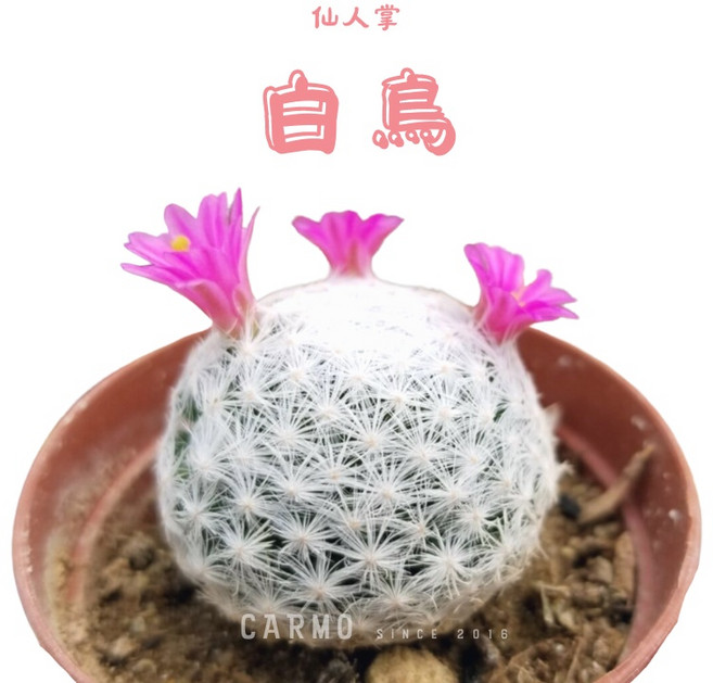 CARMO白鳥仙人掌成株(1吋)新手入門推薦 夏日好養 多肉植物 療癒植栽, 1個, 3顆1組