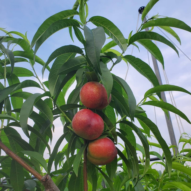 명주농산 2025년 당도가높은 신비복숭아 천도복숭아 산지직송 예약판매 6월중순발송, 1개, 신비복숭아 2kg 대과 6월대과 발송