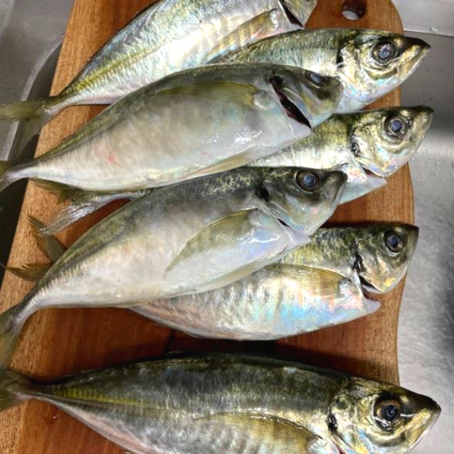 전갱이회 활전갱이 횟감용 낚시-1kg(3~4마리) 어부마눌 직배송(경남통영), 1개, 1kg