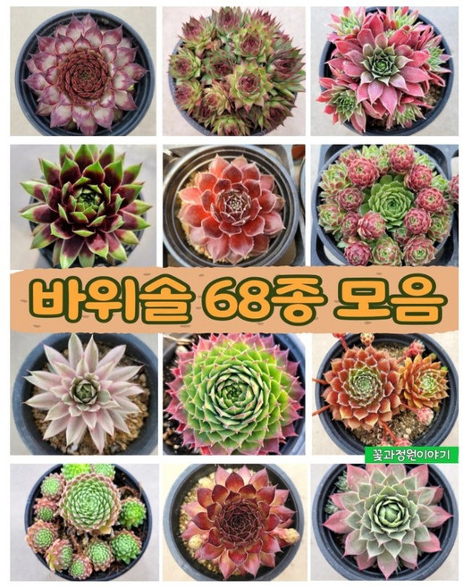 바위솔68종 모음/ sempervivum / 월동다육 /야생다육/분채배송/사은품증정/방수라벨 개별이름표/꽃과정원이야기, 2)게이제스터, 1개