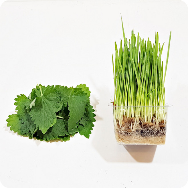 신선한 고양이 간식 생캣닢 캣그라스 생화 뮤토그린스, 2_캣닢생잎10g+데일리 캣그라스 귀리, 1세트, 110g, 캣닢