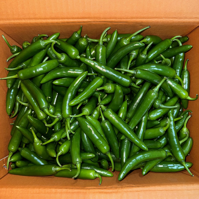 아삭이 풋고추 못난이 모닝 고추 아삭고 1KG 5KG [원산지:국산], 못난이 1KG, 1개