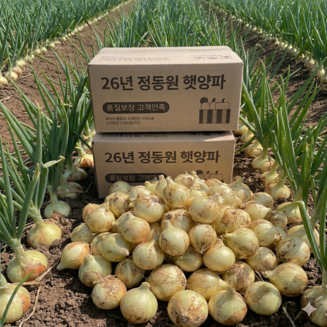 [정동원양파] 국내산 양파 햇양파, 1박스, 양파 (중소) 5kg