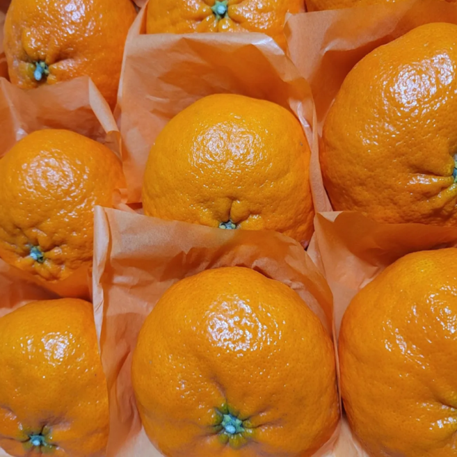 재구매율 1위 백화점 납품용 천혜향 프리미엄 선물세트, 1개, 3kg(부직포 선물용)