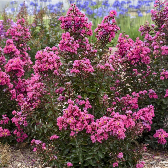 배롱나무 왜성종 P10포트묘 신품종, 수량, 1개, 무카 P10포트