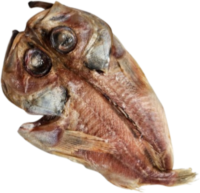 속초 (산지직송) 반건조생선 골라담기 임연수 볼락 참돔 민어 열기 가자미 우럭 고등어 양미리 박대 서대 구이 말린, 옵션16. 반건조 뽈락(포), 1개, 38cm내외