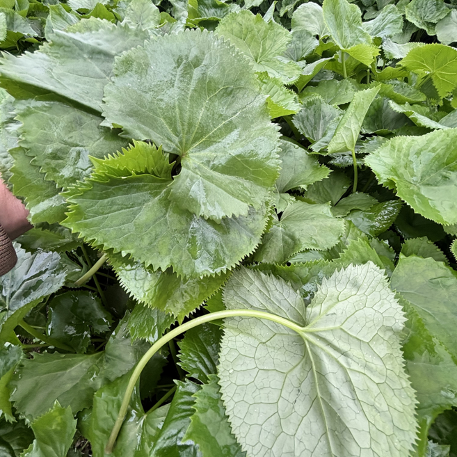 곰취 생곰취 햇곰취 강원도 인제 산지직송 곤달비 산나물 봄나물, 1kg, 1박스