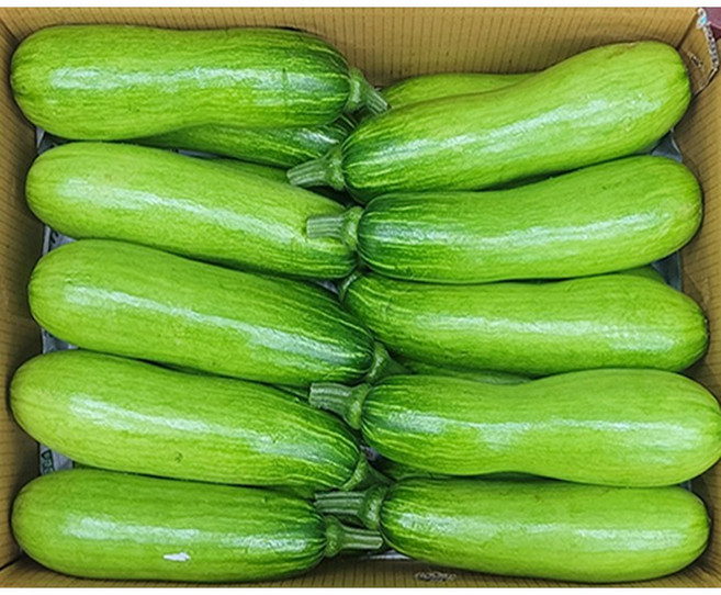 자연애호박 특품, 15개