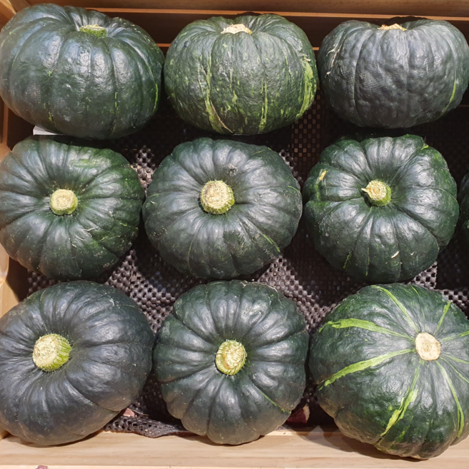 제주 미니 밤호박 보우짱 산지직송 단호박, 1박스, 5kg(로얄과)