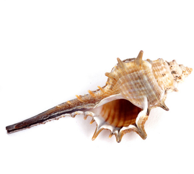 미미네아쿠아 어항장식품 가시 달팽이 소라 - 조개껍질, 단품, 1개
