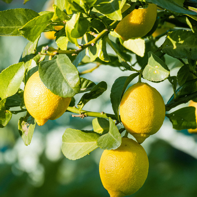 [친환경재배] 무농약 제주 레몬 소과, 1박스, 20개입