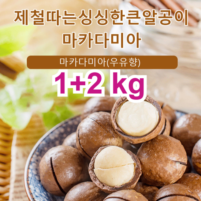 1+2 kg 다미아 (우유향) 하와이 다미아 견과류 껍질 까먹는 통 다미아