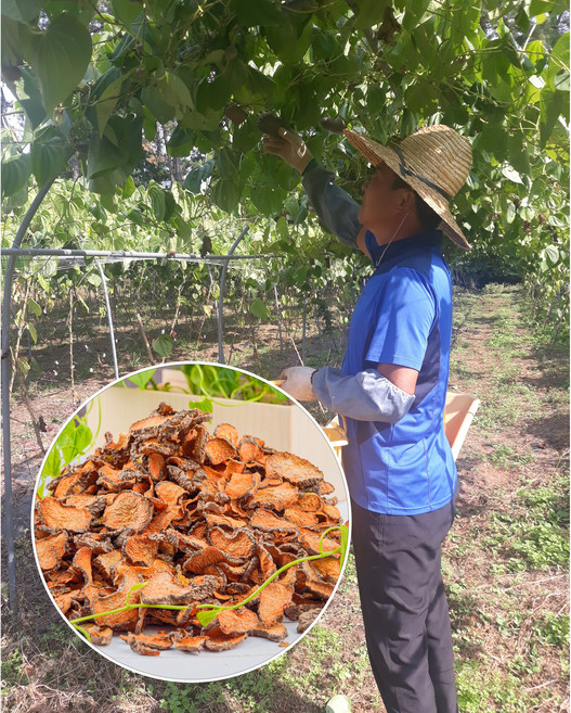 건조 마 말린마 건조열매마 건조하늘마 1kg, 1개