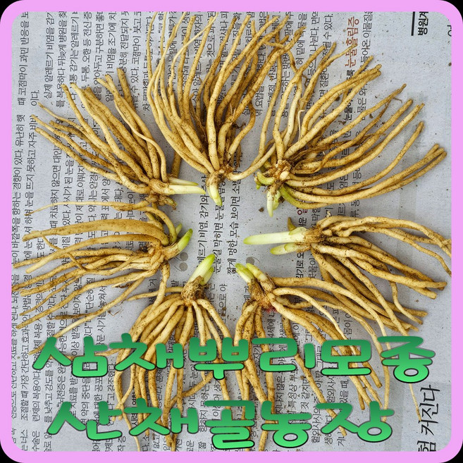 e쉬운새싹채소 모종이야기 삼채 모종 / 묵은뿌리 분주한것, 30개