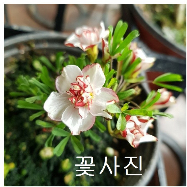 [어썸플라워] 신데렐라문 사랑초 1+1, 1개