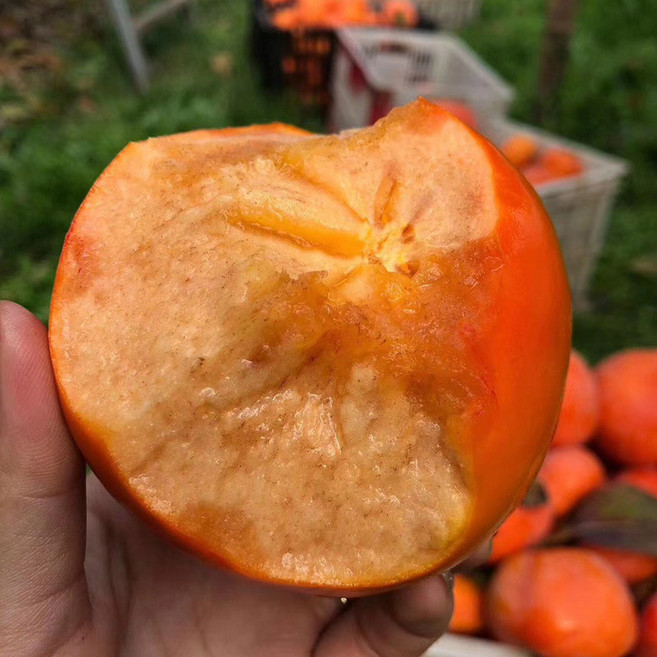 끄롱마제 산시 대봉감 10KG 단감 독립포장 신선한 과일바구니 달콤한 간식 선물용 수확기 포함, 대형과일2.25-2.5kg70-75mm