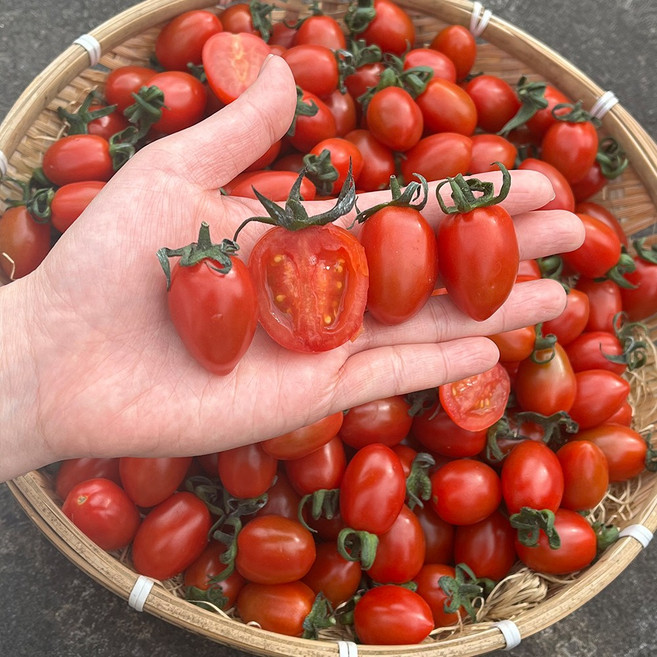 산지직송! 대추방울토마토(1-3번과) 과즙 풍부 아삭한 식감, 1개, 2kg