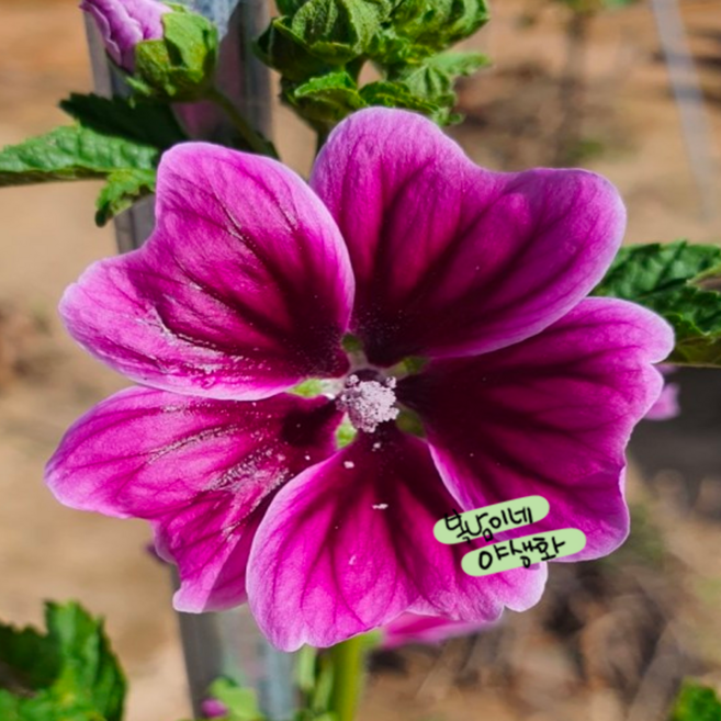 당아욱 말바 마우리티아나 [4개 복남이네야생화 모종 금규 식용꽃 꽃차 허브 말로우], 4개