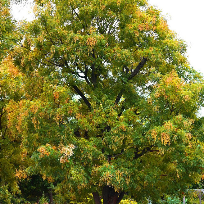 [충북농원] 황금회화 회화나무 묘목 - 1~3년생 접목묘, 2. 접목/2년생, 1개