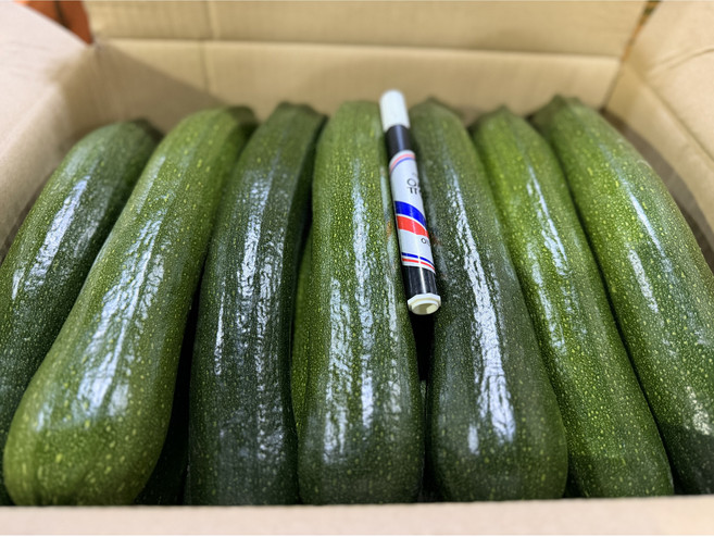 국내산 쥬키니 주키니 호박 애호박 못난이 10kg 5kg 3kg 중도매인 당일경매, 쥬키니호박 (못난이) 10kg내외