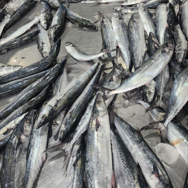 당일조업 자연산 제주 손질 삼치, 1박스, 급냉 300g 내외 (1미)