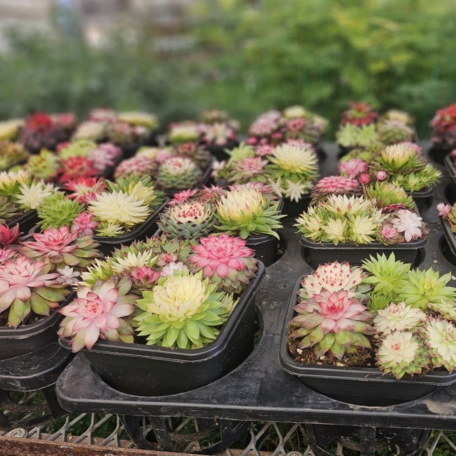 바위솔모듬 다육이 다육 화분 희귀 선인장 칼큘러스, 1개