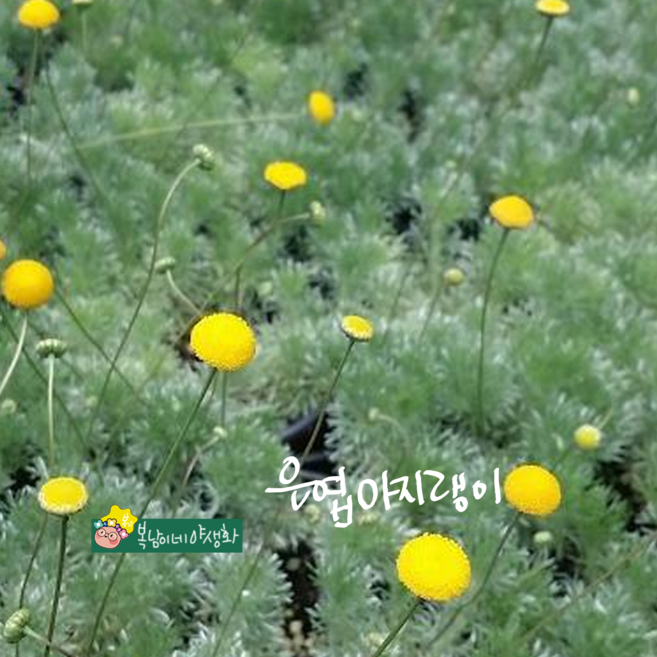 은엽아지랑이 [4개 복남이네야생화 모종 은쑥 은엽아지랭이 브래스버튼 코튤라 cotula], 4개