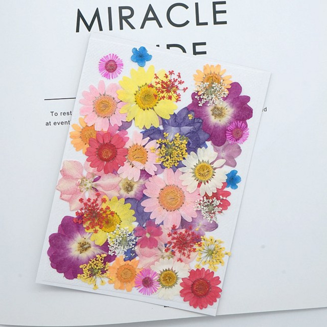 압화 드라이플라워 세트 누름꽃 공예 편지 만들기 다꾸용품 액자꾸미기, 11.퍼플홀릭(1세트)