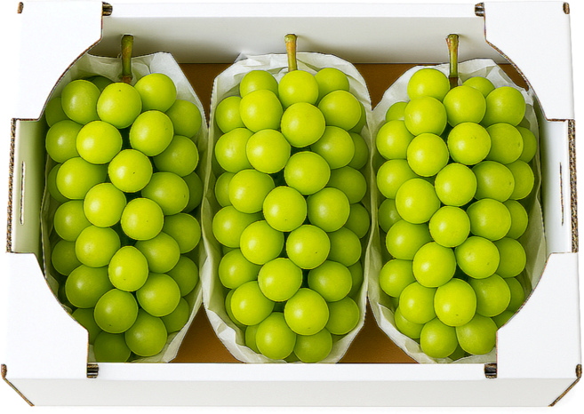 20brix 아삭아삭 경북 망고 샤인머스캣 산지배송, 1박스, 2kg (2-4과수)