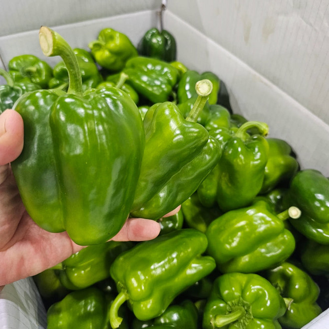 아빠농산 국내산 못난이 청피망, 1박스, 10kg