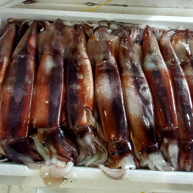 국내산 생물 초코오징어 횟감용 Squid, 1박스, 1kg