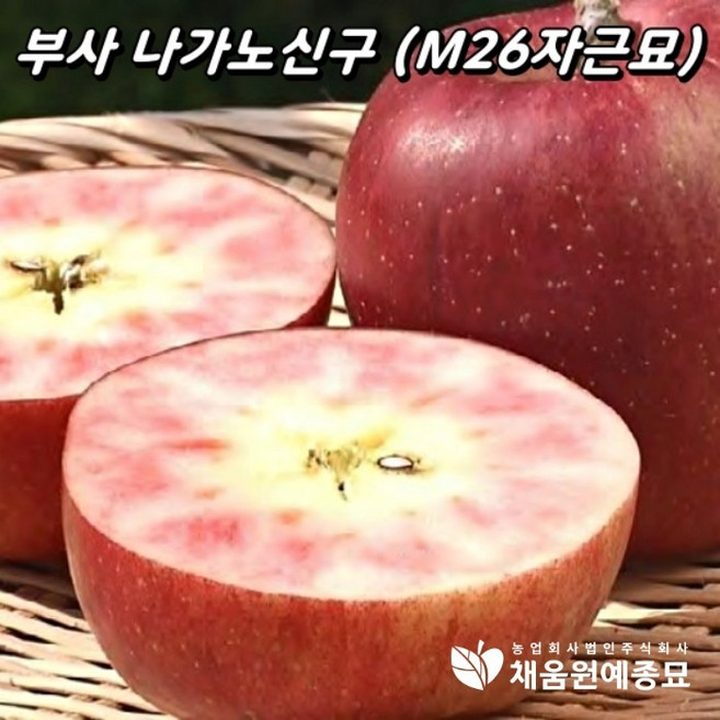 [식목일특판] 속빨간사과 나가노신구 부사 묘목 M26자근묘 접목1년 사과나무 과실수, 상묘, 1개