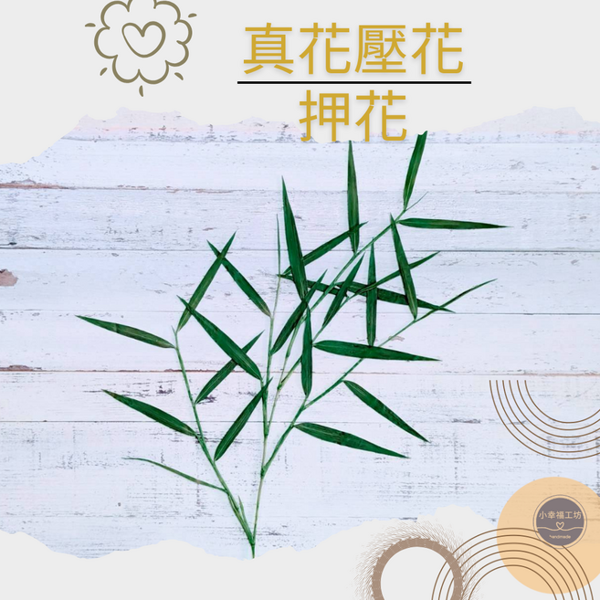 染色羽竹 押花/手作DIY 系列
