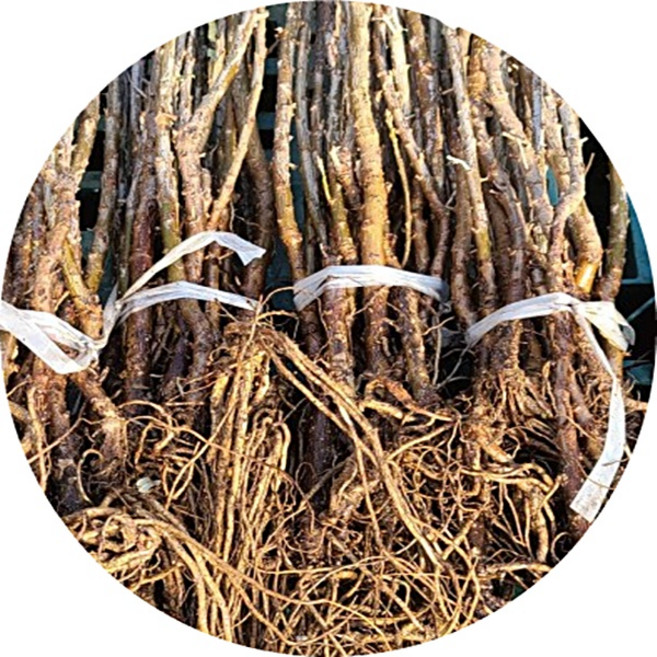 비타민나무 산자나무 묘목 2년생삽목묘 과일나무 유실수, 1개, 2년생암나무