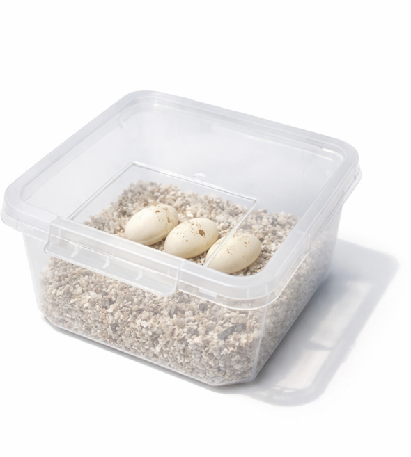 뉴런 파충류 절지류 알부화통 소사이즈, 1개, 반투명흰색