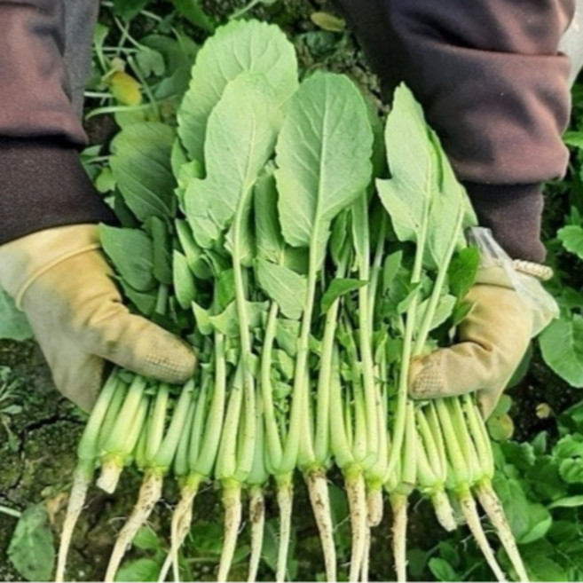 포천 산지직송 아기열무, 1박스, 2kg