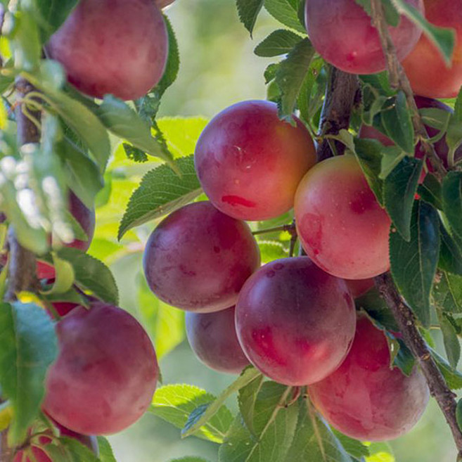 자두나무 묘목 결실주 3-4년생 호무샤 왕자두 추휘 바이오체리 로얄대석, 호무샤 3년생, 1개