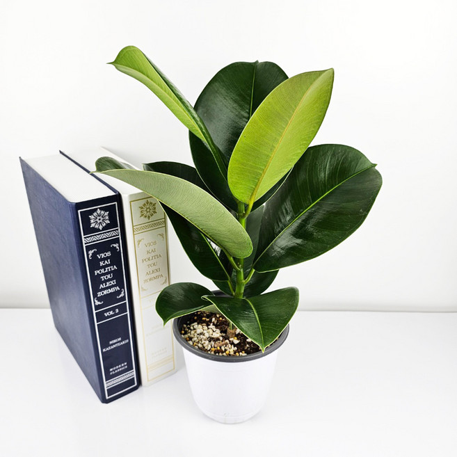 꽃집아가씨 중대형 공기정화식물54종, 25_스투키, 1개