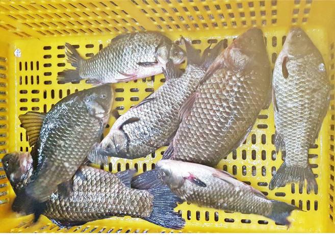 국내 자연산 민물고기 참 붕어 2kg 4kg, 자연산 참붕어 2kg, 1개