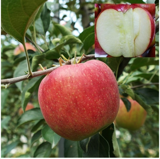 [산지직송] 2025년 햇사과 부사 소미네 사과, 1박스, 01.사과 가정용 소과 5kg