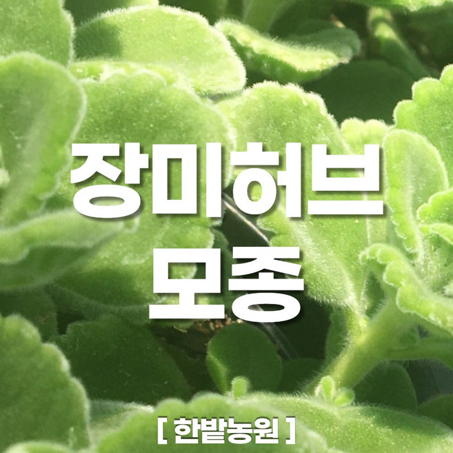 채소 모종 ~ 각종 묘종. 베란다 텃밭 세트 공기정화식물 허브 씨앗 채소모종 ~, H119 장미허브 모종 1개