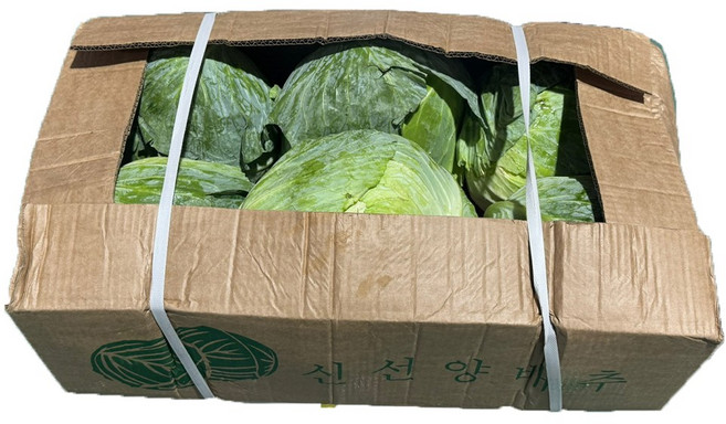 [15kg 6통] 수입양배추 특대사이즈 신선 대용량 업소용 중국산 식자재