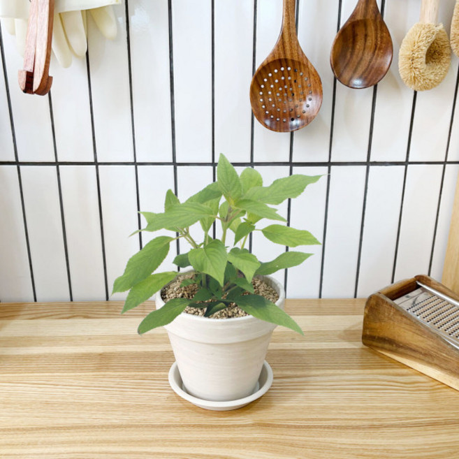 1+1 키친 허브 파인애플세이지/천연 향신료 향기나는 식물 허브 키우기, H03.파인애플세이지, H23.코리아민트