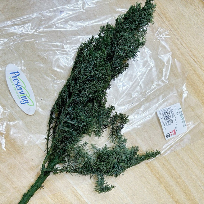 大地農園 Earth Matters 永生雪松, 1個, 一份約15g, 綠色