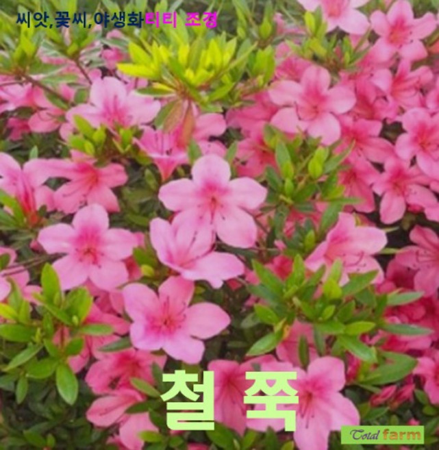 관상종자 철쭉 씨앗 100립, 1개