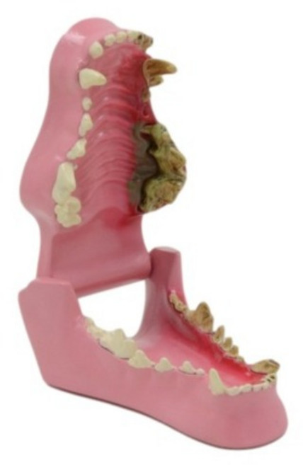 강아지(개) 치아 병리학 모형