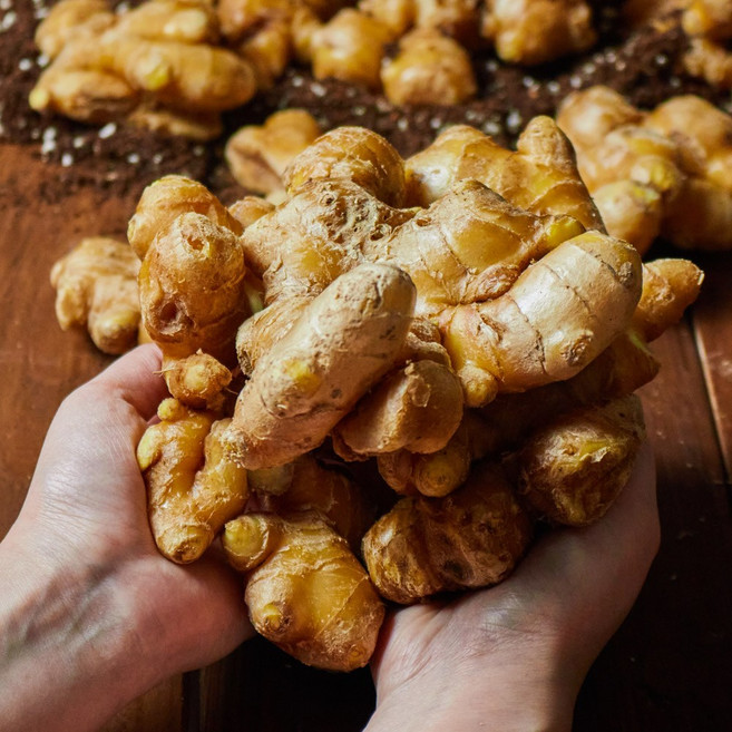 [산지직송]봉동 국내산 햇생강 흙생강 개량종 1kg, 1박스