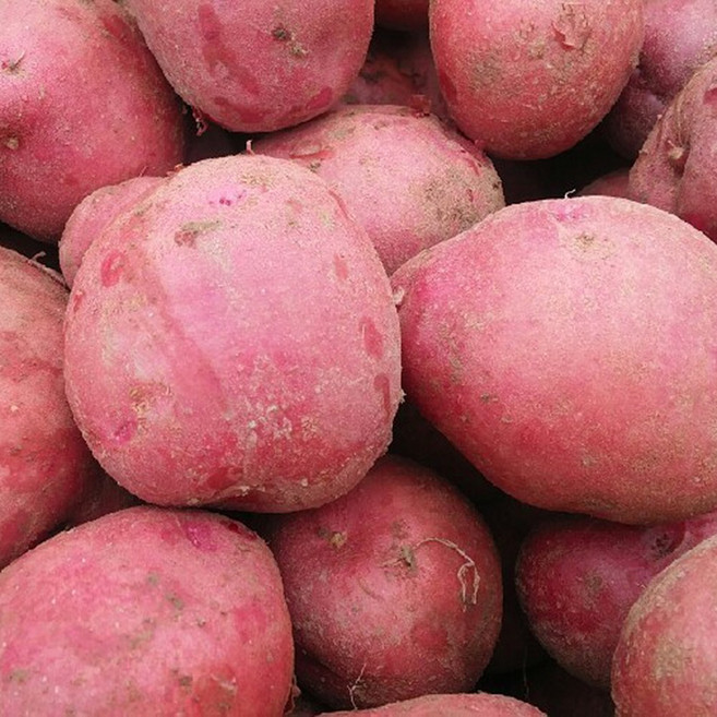 국내산 카스테라 햇 홍감자 자주감자 붉은감자 산지직송 씨감자, 10kg 대(조림용&찜용), 1박스