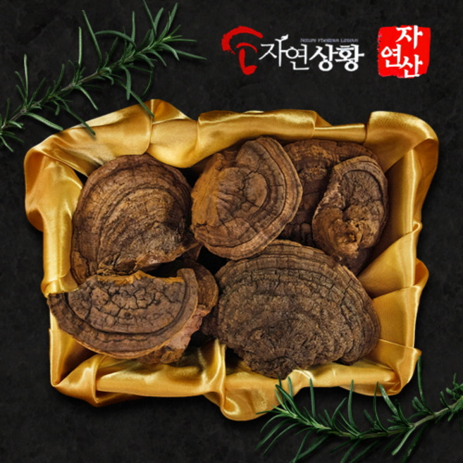 절편 - 자연산 상황버섯 60년산 1kg 산뽕나무 최상급버섯 고급포장, 1개